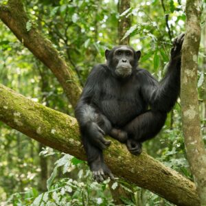 Chimpanzees Uganda
