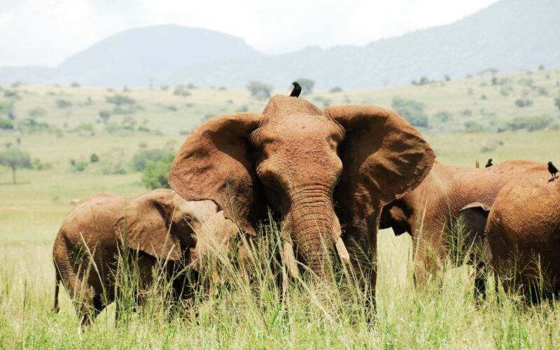 Elephants at Kidepo Valley