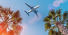 Airplane Flying through Palm Trees