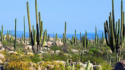 Ensenada Mexico Cactus Valley Baja California