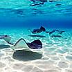 Stingrays Swimming,  George Town, Grand Cayman