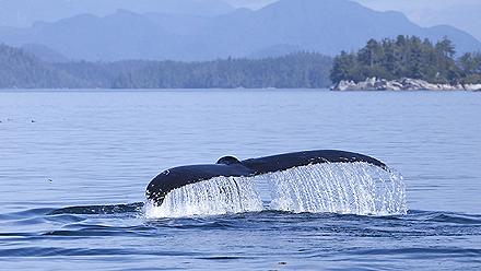 Seal Jumping Out if Water, Inside Passage, British Columbia