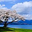 Japan Akita Sakura Tree Cherry Blossom