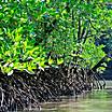 Mangroves in Langkawi, Malaysia