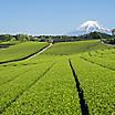 Green tea fields with views of Mount Fuji