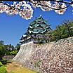 View of the castle with cherry blossoms and a wall along the outside of the castle in Nagoya, Japan