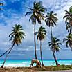 A Horse Eating Grass under the Palm Trees, Punta Cana, Dominican Republic