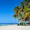 Sandy Caribbean Beach with Coconut Palm Trees and Blue Sea. Saona Island