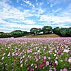 Field of cosmos flowers in Tenkaiho in Sasebo, Japan