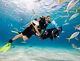 Scuba Certification Padi Diving Underwater with a School of Fish