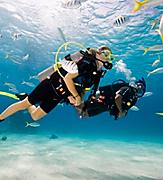 Scuba Certification Padi Diving Underwater with a School of Fish