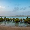 The Sun rising over iconic mangroves on Sir Bani Yas, United Arab Emirates