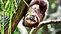 Sloth hanging on a tree and eating leaves at zoo. Florida.