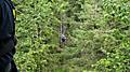 Zip Lining in the Summer, Icy Strait Point, Alaska